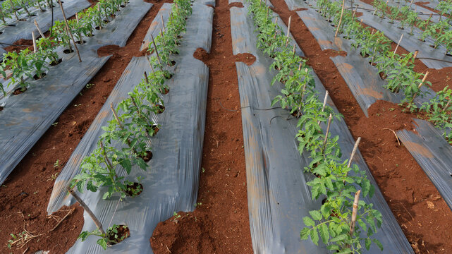 Tomatoes and potato plants are grown in Lam Dong; tomato plants and leaves are damaged by leaf miners; a close-up of tomato leaves damaged by flies; tomatoes and potatoes are planted in rows.