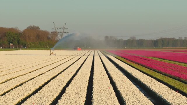 Aerial view of blooming white and pink tulip fields with an irrigation system spraying water over the rows under a clear sky in Flevoland, Netherlands.