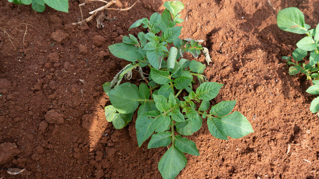 Tomatoes and potato plants are grown in Lam Dong; tomato plants and leaves are damaged by leaf miners; a close-up of tomato leaves damaged by flies; tomatoes and potatoes are planted in rows.