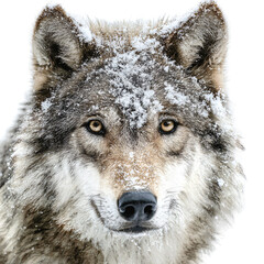 Fototapeta premium Close-up Wolf Snow Face Winter Generative Image