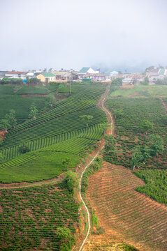 Dalat suburban scenery, tea hill scenery in Lam Dong, vast tea hills with workers harvesting tea, beautiful Dalat scenery.