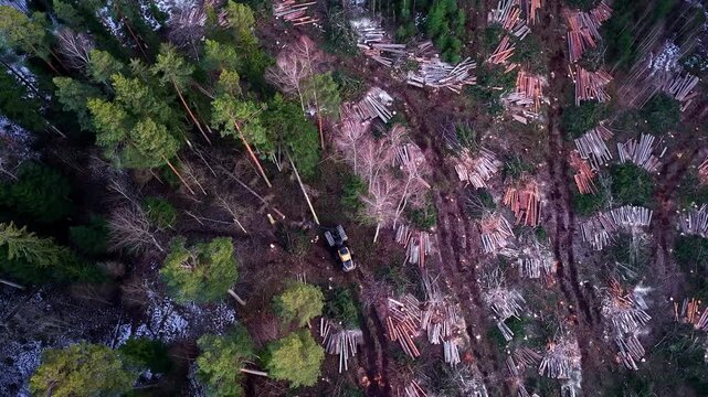 Logging operation clearing forest, showing felled trees and harvester in wide aerial view