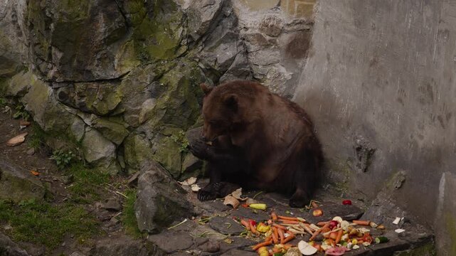 Large brown bear feeding on vegetables in Česk&yacute; Krumlov castle moat, historic bear tradition, slow motion