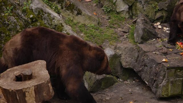 Rescued brown bears in Česk&yacute; Krumlov castle moat, centuries-old Rosenberg tradition, slow motion