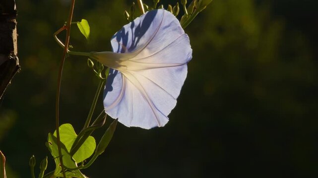 Purple morning glory flower backlit by the sun in Limoges during an outdoor corporate gathering in nature. Close up.