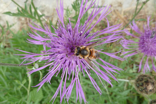 Bee Pollinating Purple Thistle