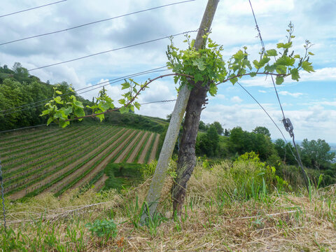 Vineyard Rows on a Sloping Hill