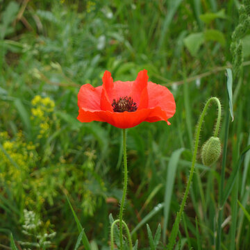 Vibrant Poppy Bloom