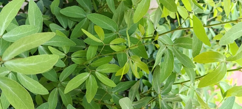 young leaves of Pithecellobium dulce, commonly known as Manila tamarind, Madras thorn, monkeypod tree or camachile