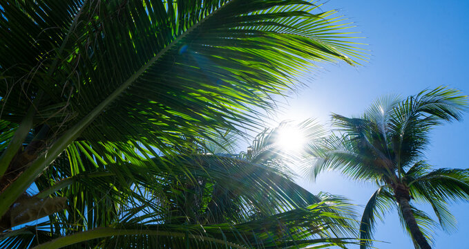 Tropical background. Green tropical palm texture. Palms leaf pattern. Nature tropical background. Summer background. Palm tree on blue sky. Tropical paradise. Exotic palm background.