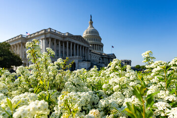 Naklejka premium Washington DC Capitol under blue sky. Federal Washington shows government architecture. Washington landmark represents American history. Capitol Hill defines Washington city.