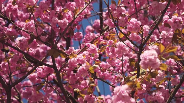 Pink cherry blossoms sway gently in the spring breeze