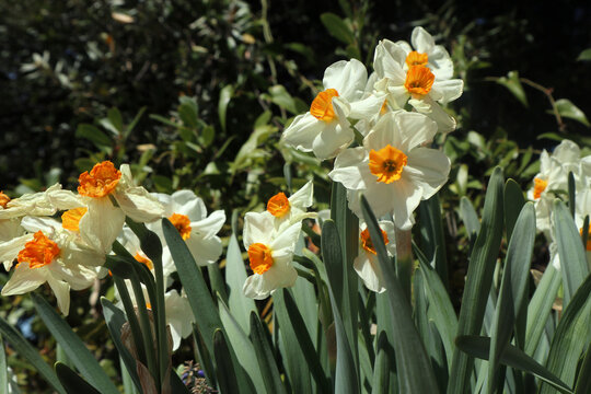 Splendido cespuglio di narcisi bianchi a corona arancione (Narcissus tazetta) fioriti in giardino sotto la luce diretta del sole primaverile, con foglie verdi e sfondo d'ombra