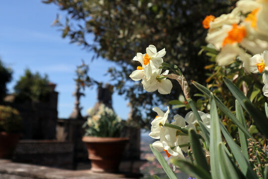 Splendido cespuglio di narcisi bianchi a corona arancione (Narcissus tazetta) fioriti in giardino sotto la luce diretta del sole primaverile, con foglie verdi e sfondo d'ombra