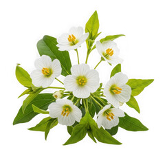 Fototapeta premium White daisy flowers with green leaves isolated on transparent background