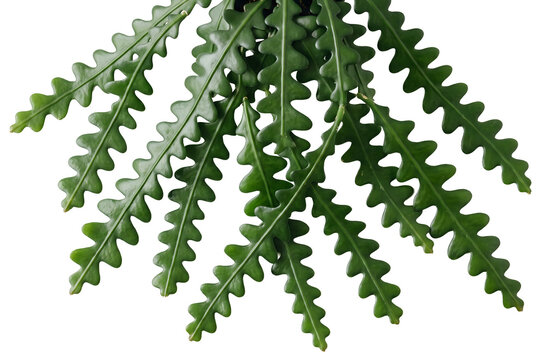 Selenicereus Anthonyanus Fishbone Cactus Close Up Zigzag Green Stems Wavy Lobed Flat Stems Hanging Succulent Macro Botanical Isolated Transparent Background