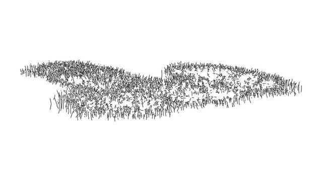 Low dense grass tufts sketch isolated on transparent background for landscape architectural.