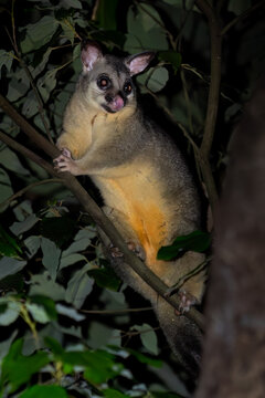Common Brush-tailed Possum - Trichosurus vulpecula, cute nocturnal mammal native to the forests of Australia and invasive in New Zealand.