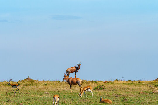 One topi or Damaliscus lunatus, standing on low rock overlooking the landscape with a grazing Thompsons gazelle below.