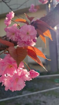 Orbit shot of double cherry blossoms in the morning sun