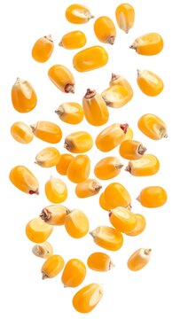 Fresh corn kernels isolated on white background for culinary and design uses