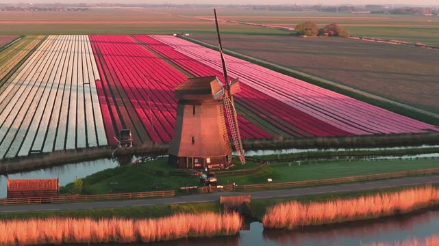 Aerial view of a traditional Dutch windmill standing beside vibrant rows of blooming tulip fields during golden hour in Schermerhorn, North Holland, Netherlands.