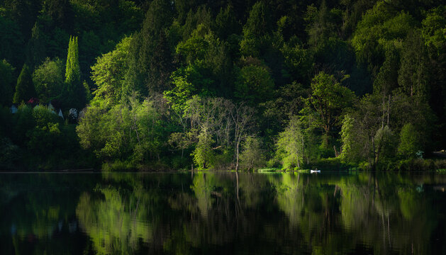 Forested lakeshore reflected in calm water with sunlit green trees and dark woodland