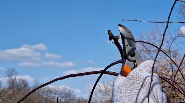 Gardener cuts tree branches with pruners on a sunny spring day. Close-up. Pruning trees in spring. Man in work gloves uses garden pruners. Garden tool in action: seasonal tree care