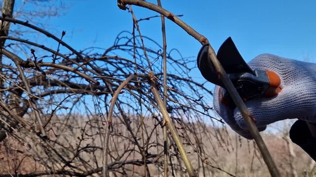 Gardener cuts tree branches with pruners on a sunny spring day. Close-up. Pruning trees in spring. Man in work gloves uses garden pruners. Garden tool in action: seasonal tree care