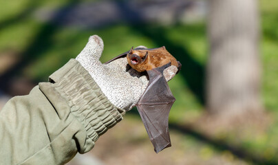 Fototapeta premium Small bat rests on a gloved hand