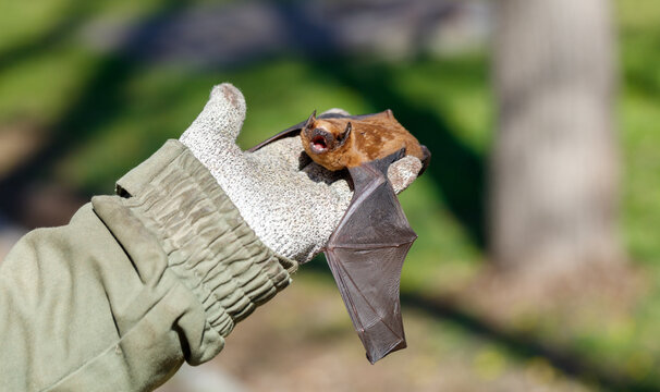 Small bat rests on a gloved hand