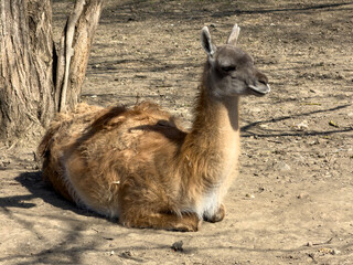 Fototapeta premium Llama lounging in sunlit, sandy area beside tree