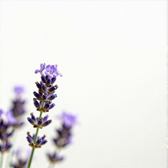 Obraz premium Lavender spike close-up, copy space