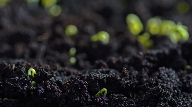 Close up of plant sprout growing from ground in agricultural field natural germination process farming production green growth and environmental concept