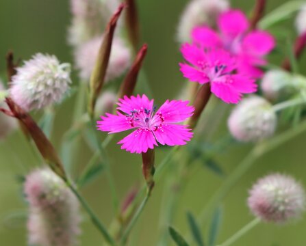 Dianthus deltoides (maiden pink) growing in a meadow