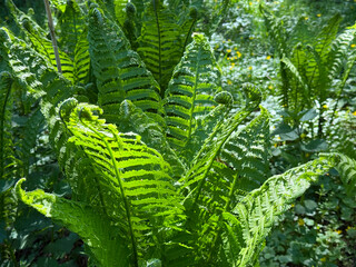 Green Matteuccia struthiopteris Ostrich fern plant. © OLENA LIALINA