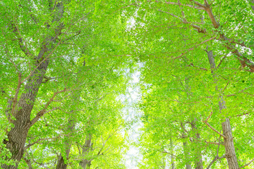 Fototapeta premium 東京・世田谷区立 羽根木公園 初夏