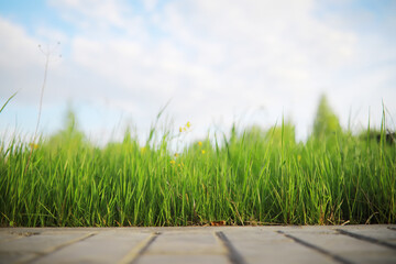 Naklejka premium Closeup of Fresh Green Grass and Paved Pathway Under a Cloudy Sky