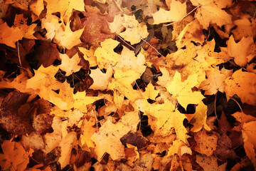 Fototapeta premium Lively closeup of falling autumn leaves with vibrant backlight from the setting sun