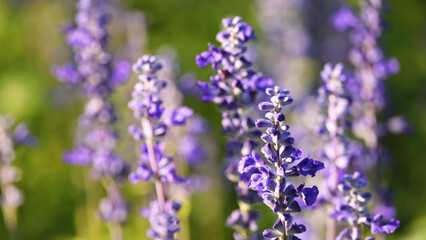 Fototapeta premium Close Up of Vibrant Purple Lavender Blossoms in Rama 9 Park