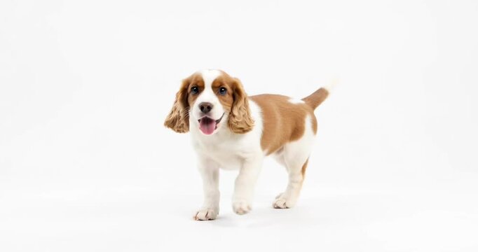 Pure youth crazy. English cocker spaniel young dog is posing. Cute playful white-braun doggy or pet is playing and looking happy isolated on white background. Concept of motion, action, movement