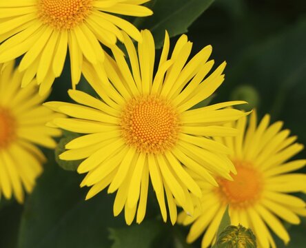 Beautiful garden flower leopard's bane (Doronicum orientale)