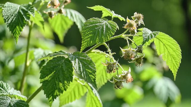 Closeup of unripe raspberries on a green bush in sunlight.