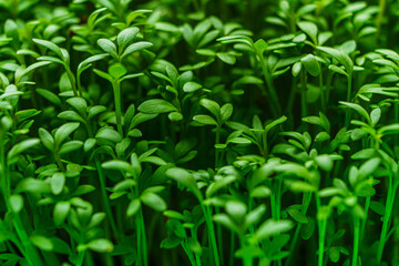 Fototapeta premium watercress salad microgreens macro photo