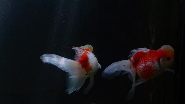Oranda goldfish with red and orange wens gracefully swim and interact inside a home aquarium
