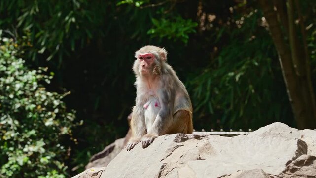 A Rhesus macaque monkey sits high on a large, sun-drenched rock.