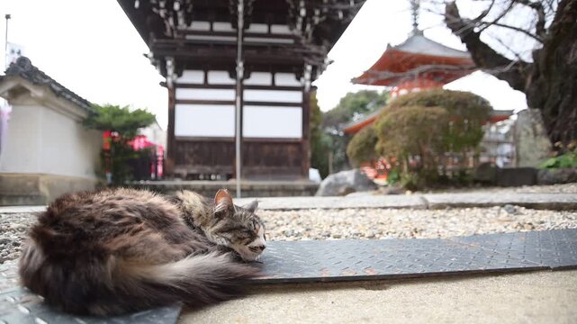 龍泉寺の境内でくつろぐ猫（愛知県名古屋市, 2026年3月）