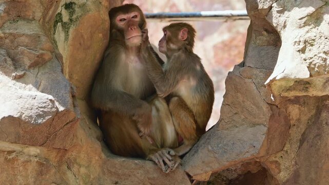 A large macaque rests on a rock while a smaller macaque carefully grooms its head.