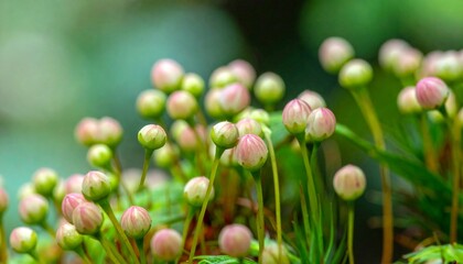 Obraz premium Close-up of clustered pink and green flower buds on slender stems, blurred bokeh background, symbolizing growth, renewal, delicacy, and nature’s resilience in vivid organic detail.