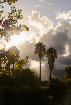 sun rays through sunset clouds and palm trees, Stanford, South Africa
